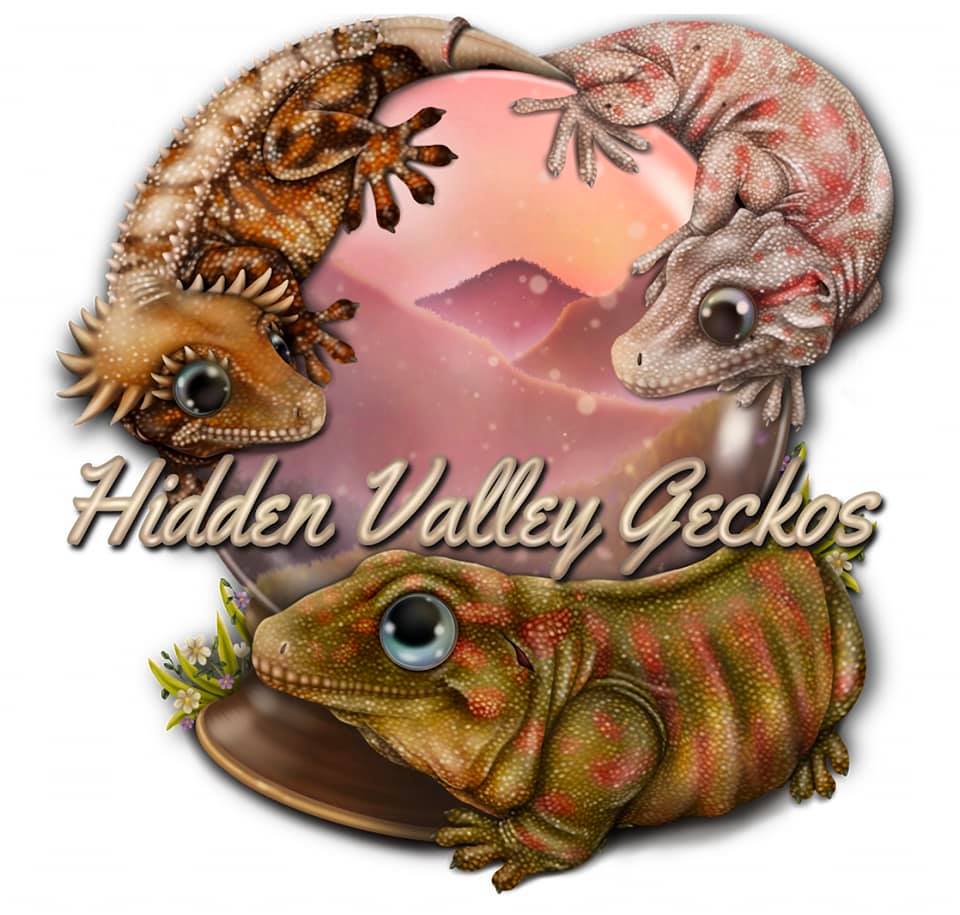 Hidden valley geckos